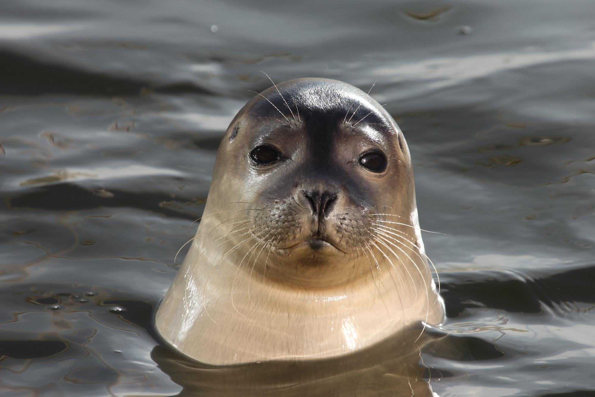 Wangerländer Seetouristik